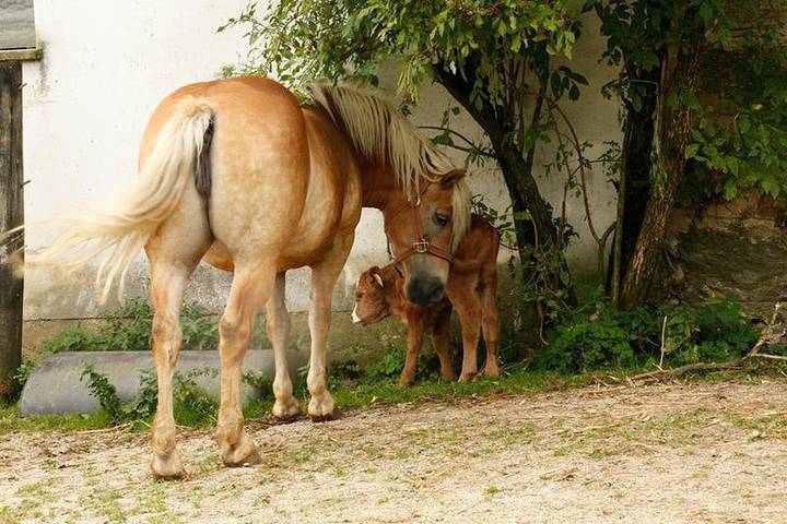 Ferienhaus für 4 Personen, mit Garten, mit Haustier in Niederösterreich - 4