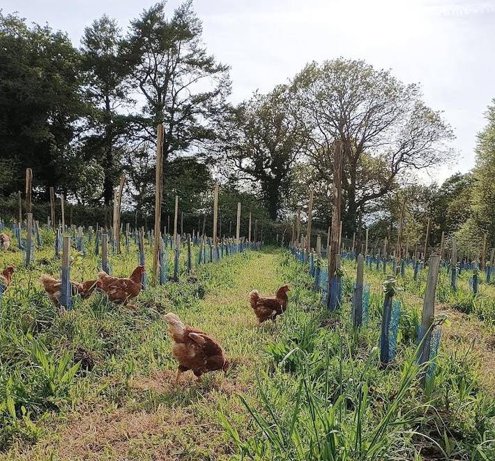 Tente pour 2 personnes, avec jardin et vue dans le Finistère - 4