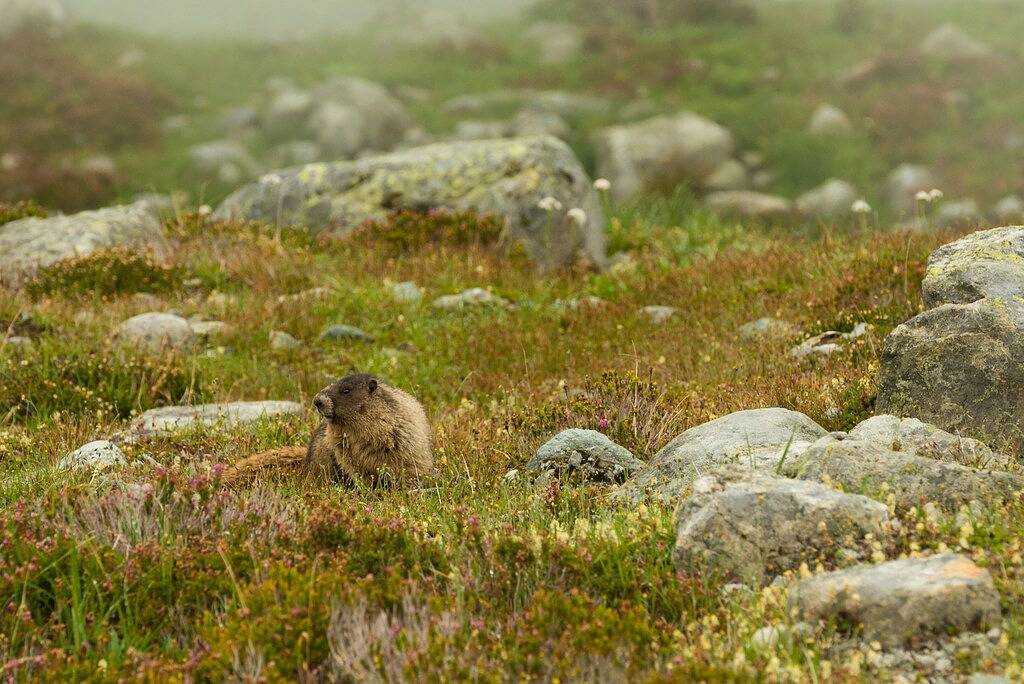 Geräumiger, rustikaler Whistler-Rückzugsort im Wald in Whistler, Whistler Blackcomb