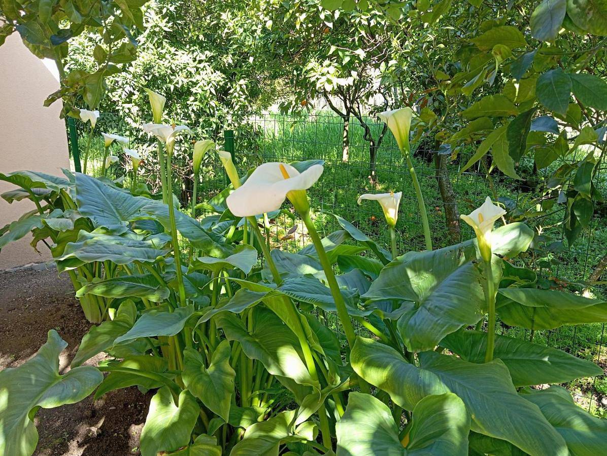 B&B Esterina in Pontecagnano Faiano, Costa tirrenica Campania