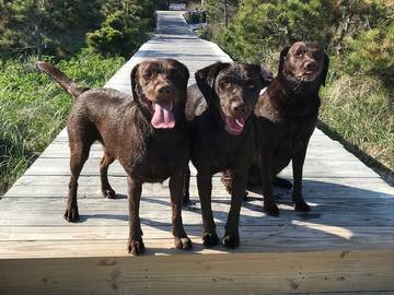 Vacation House for 12 Guests in Fire Island, Suffolk County, Picture 3