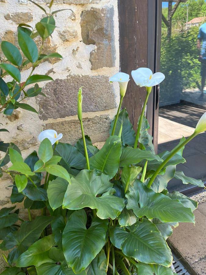 Maison de vacances pour 4 personnes, avec jardin ainsi que piscine et vue, animaux acceptés dans le Gers - 4