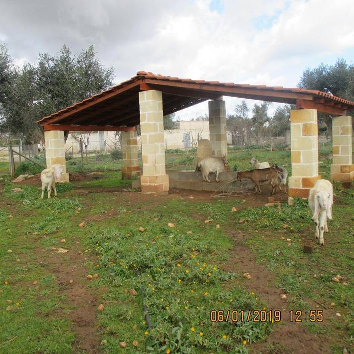 Location de vacances pour 20 personnes, avec piscine ainsi que vue et jardin, animaux acceptés à Copertino - 4