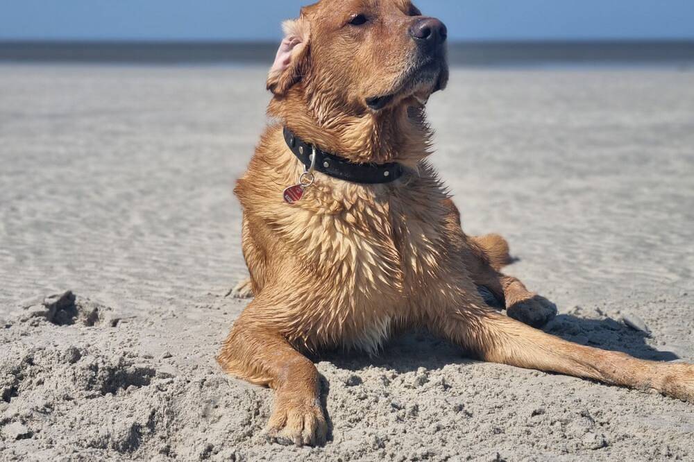 Ganze Wohnung, Moin moin hier bei uns im ländlichen Idyll in Bohmstedt, Nordsee - Schleswig-Holstein