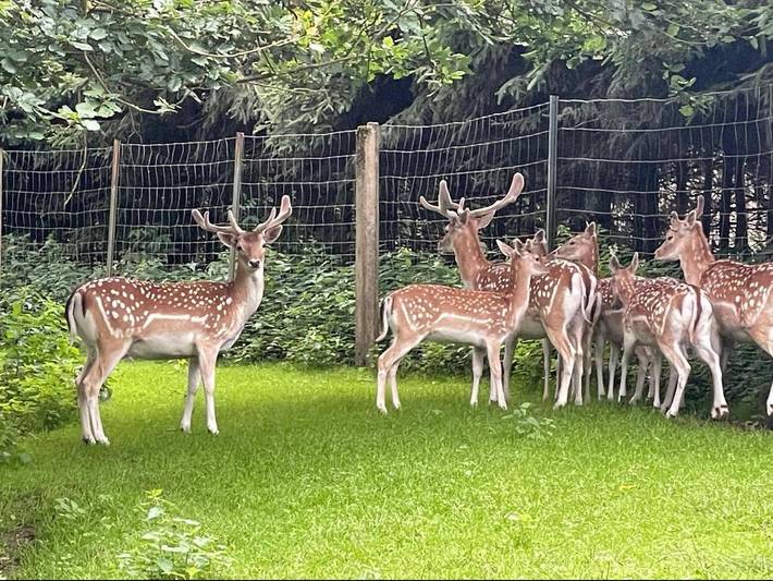 Gîte pour 5 personnes, avec jardin et vue, animaux acceptés dans Konigerode - 2