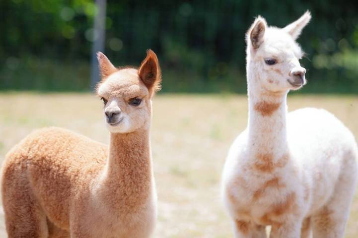 Ferienwohnung für 8 Personen