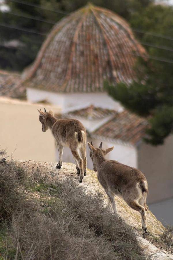 Casa rural para 8 personas, con jardín en Provincia de Albacete - 3