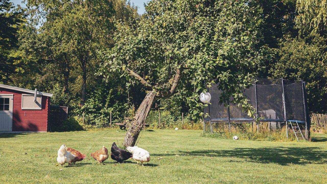 Ganze Ferienwohnung, Ferienwohnung für 4 Personen (64 m²) in Maasbüll in Maasbüll, Grünes Binnenland