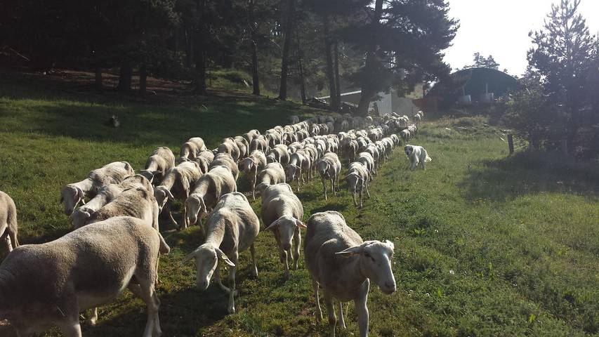 Calmadou in Formiguères, Parc naturel régional des Pyrénées catalanes