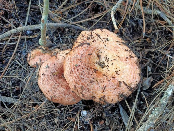Casa rural para 3 personas, con terraza y vistas en Provincia de Cuenca - 3