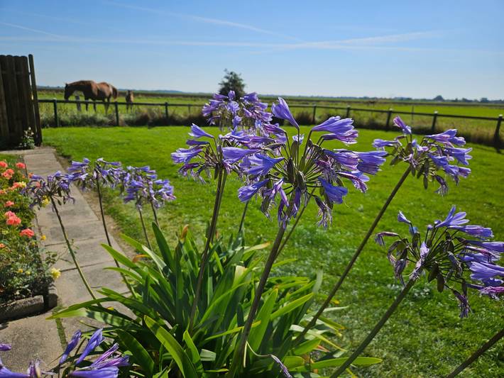 Ferienhaus für 2 Personen, mit Garten, mit Haustier in Dithmarschen - 2