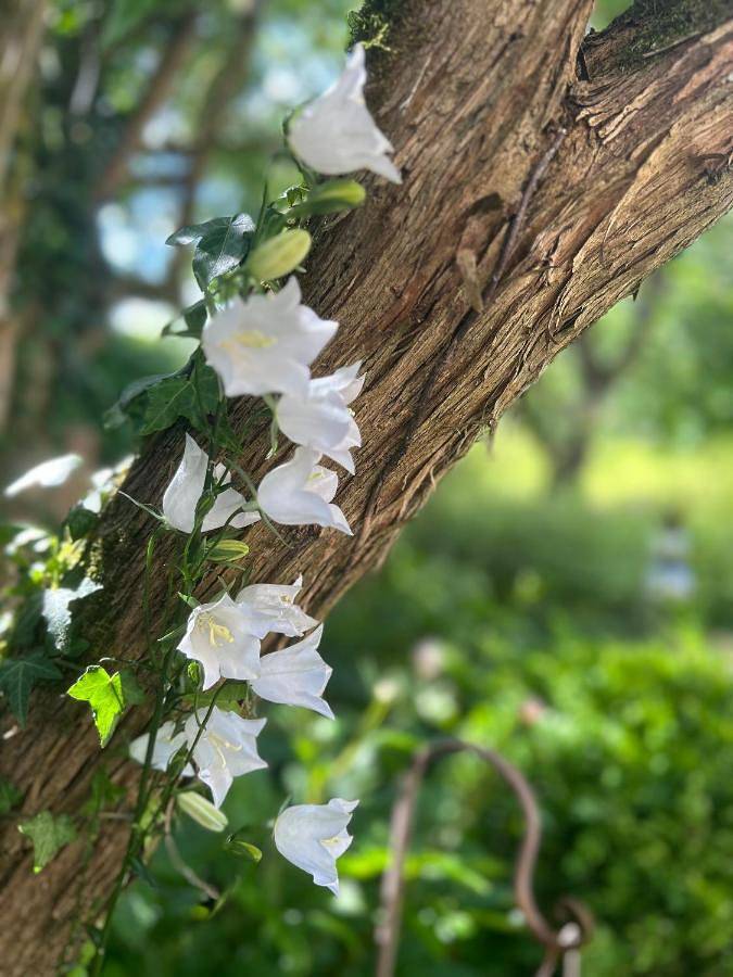 Ferienwohnung für 3 Personen, mit Ausblick und Garten, kinderfreundlich in Aachen - 4