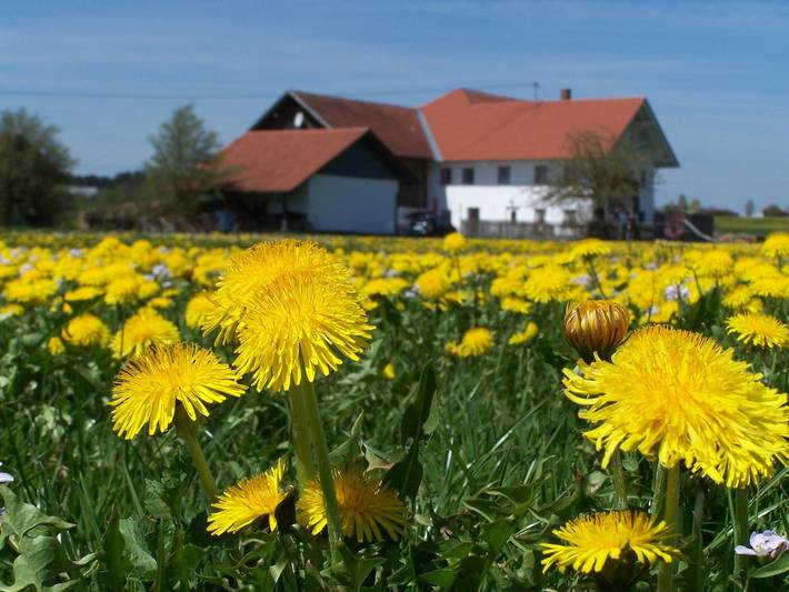 Ferienwohnung für 2 Personen, mit Garten und Terrasse, mit Haustier im Allgäu - 2