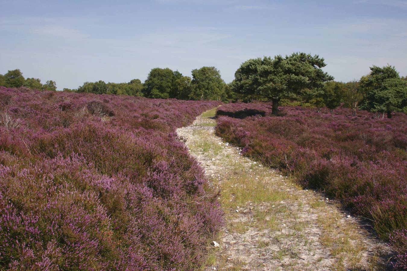 Entire apartment, Alice's in Southwold, Waveney District