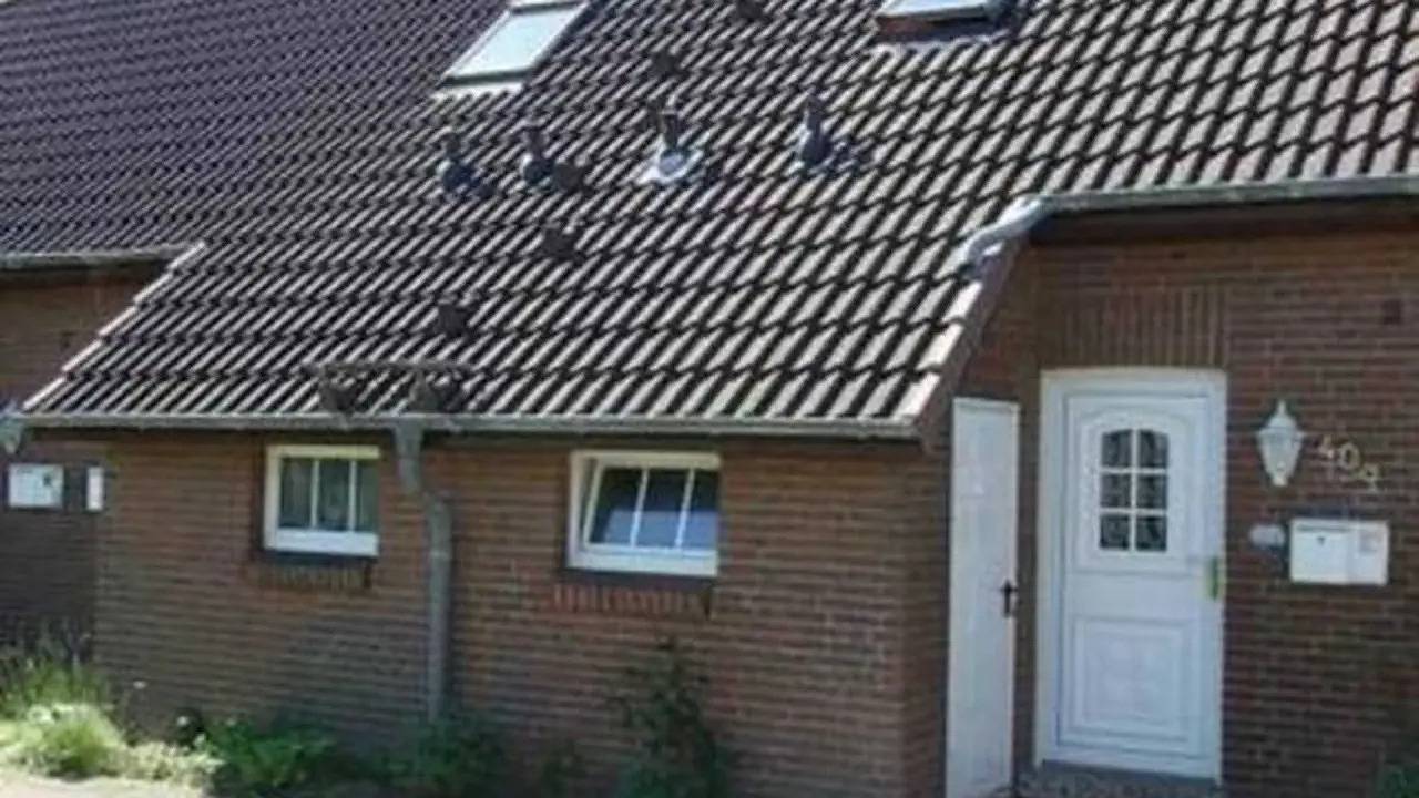 Ferienhaus für 4 Personen (65 m²) in Friedrichskoog in Friedrichskoog-Spitze, Friedrichskoog
