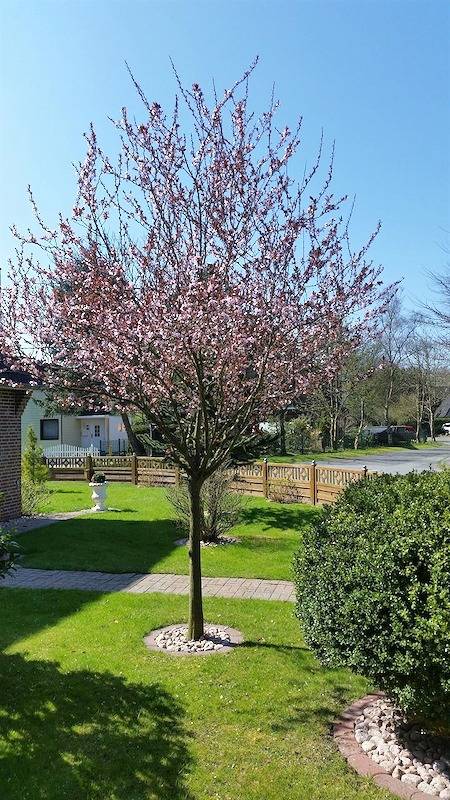 Ferienhaus für 4 Personen, mit Terrasse und Garten, mit Haustier in Tating - 2