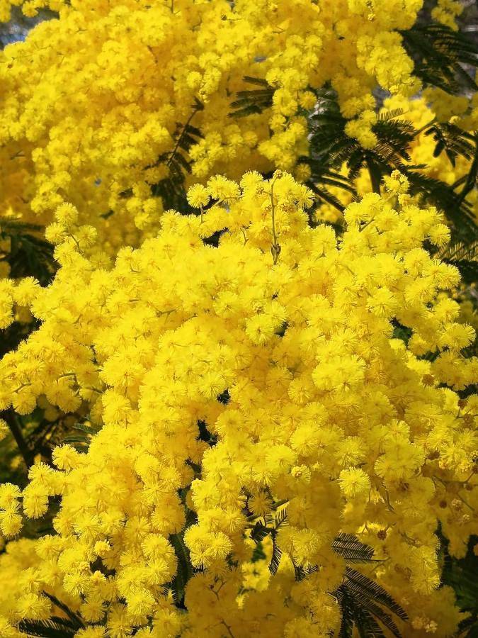 Chambre d’hôte pour 2 personnes, avec vue et jardin, animaux acceptés à Dolceacqua - 3