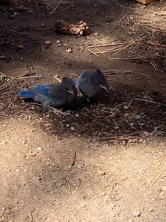 Just For 2! Near Entertainment/Restaurants - Hot Tub - Fire Pit - Bbq & A/C in Moonridge, Big Bear Lake