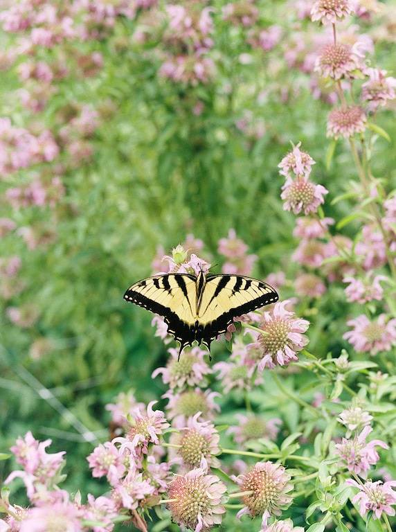Flower Farm Stay: Wunderschönes Hauptbauernhaus in Lynchburg, Virginia