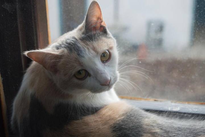 Auberge pour 2 personnes, avec vue et jardin, animaux acceptés