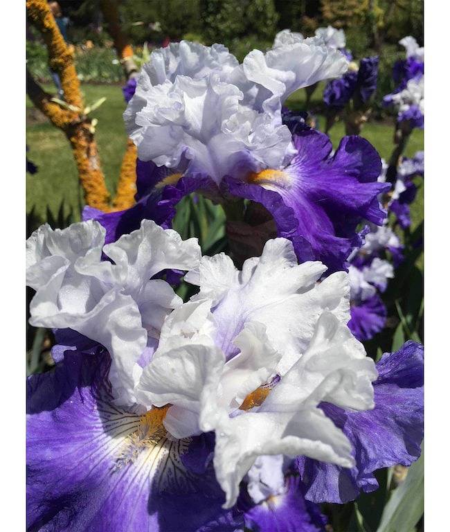 Jefferson Garden Cottage in Salem (OR), Willamette Valley