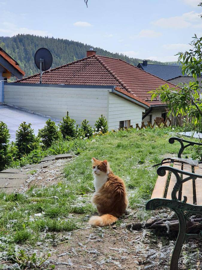 Ferienhaus für 2 Personen, mit Ausblick und Terrasse, mit Haustier in Hellenthal - 3