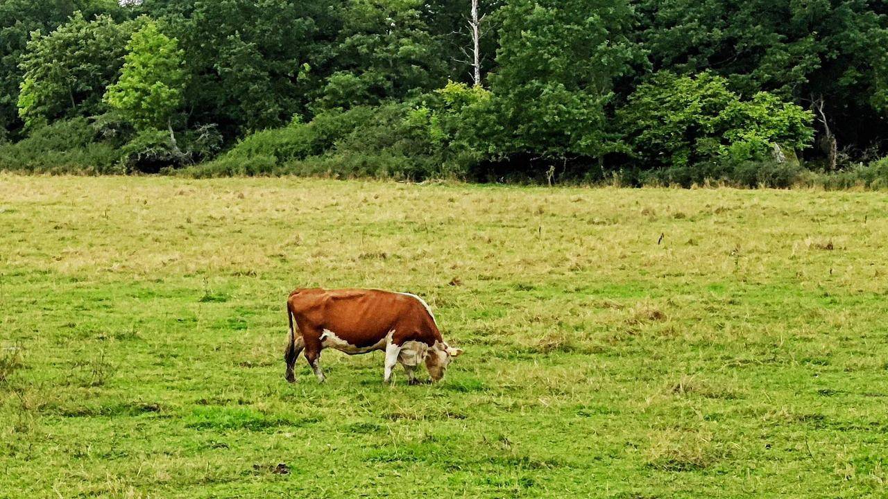 Ferienhaus für 4 Personen (50 m²) in Torshälla in Mälaren