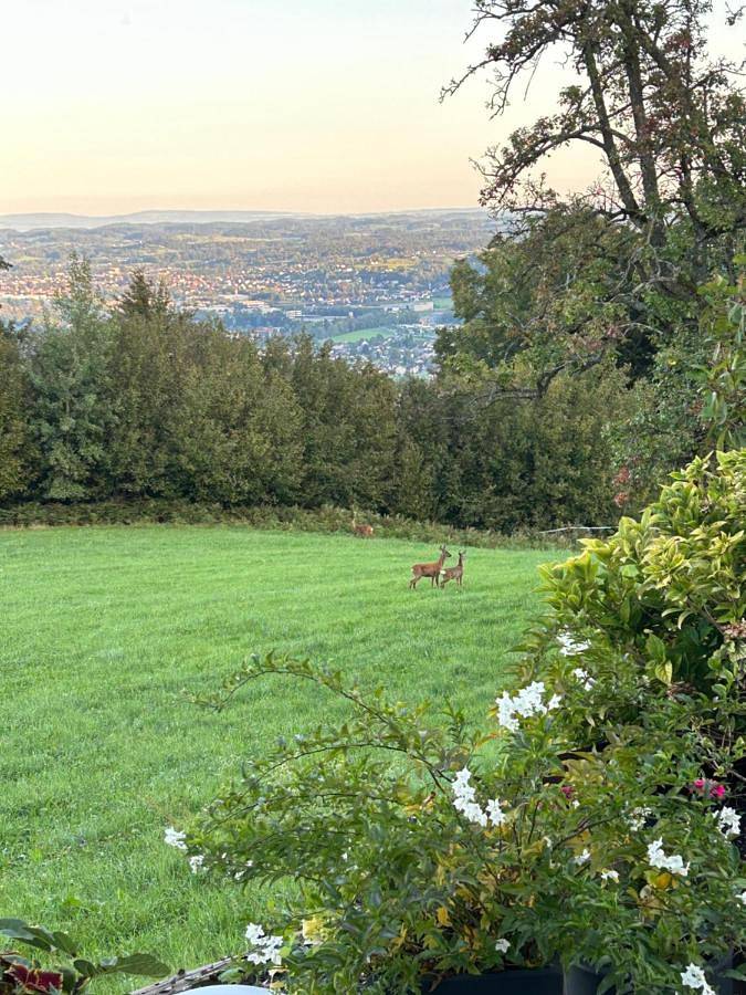 Ganze Wohnung, Seeblick Appartements Henle in Lochau, Bodensee-Vorarlberg