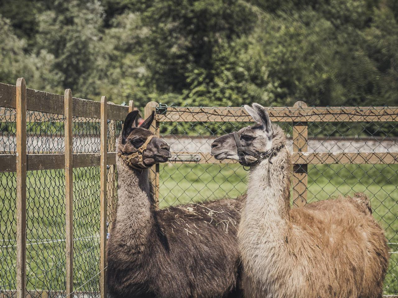 Ganze Ferienwohnung, Apart Tristner | 4-8 Personen | 1.Stock in Zell am Ziller, Bezirk Schwaz