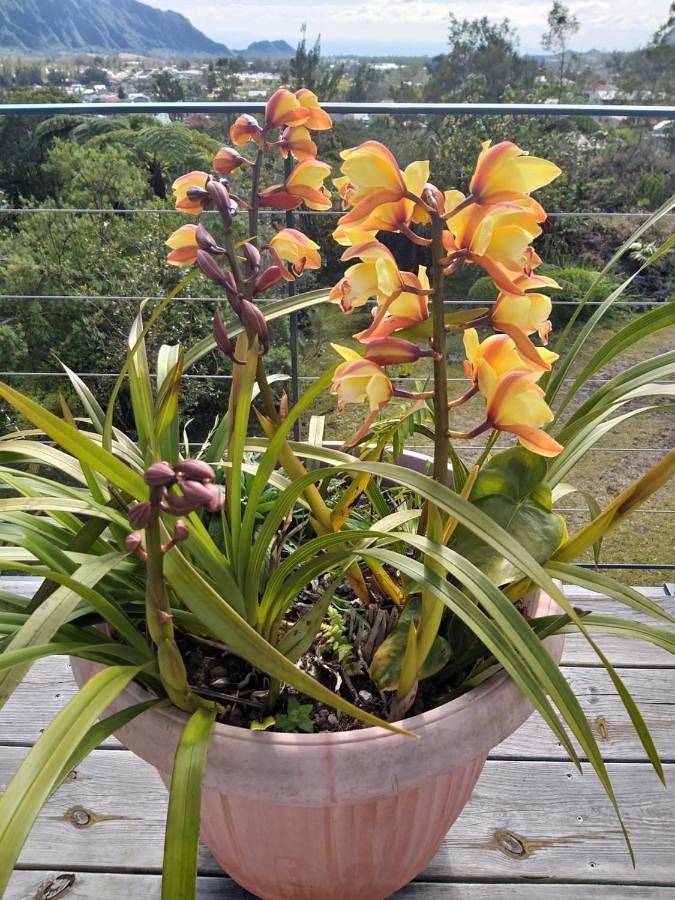 Location de vacances pour 2 personnes, avec vue et jardin à La Plaine-des-Palmistes - 2