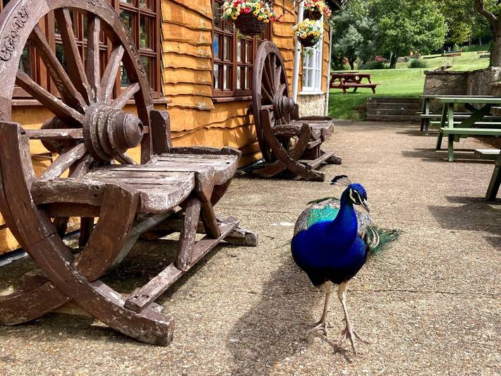 Water Mill Vacations, Goldfinch in Calbourne, Isla de Wight