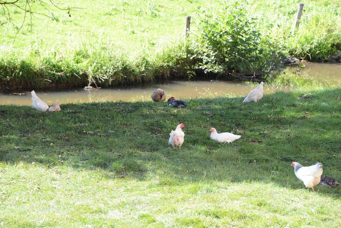 Le Moulin, foto 10