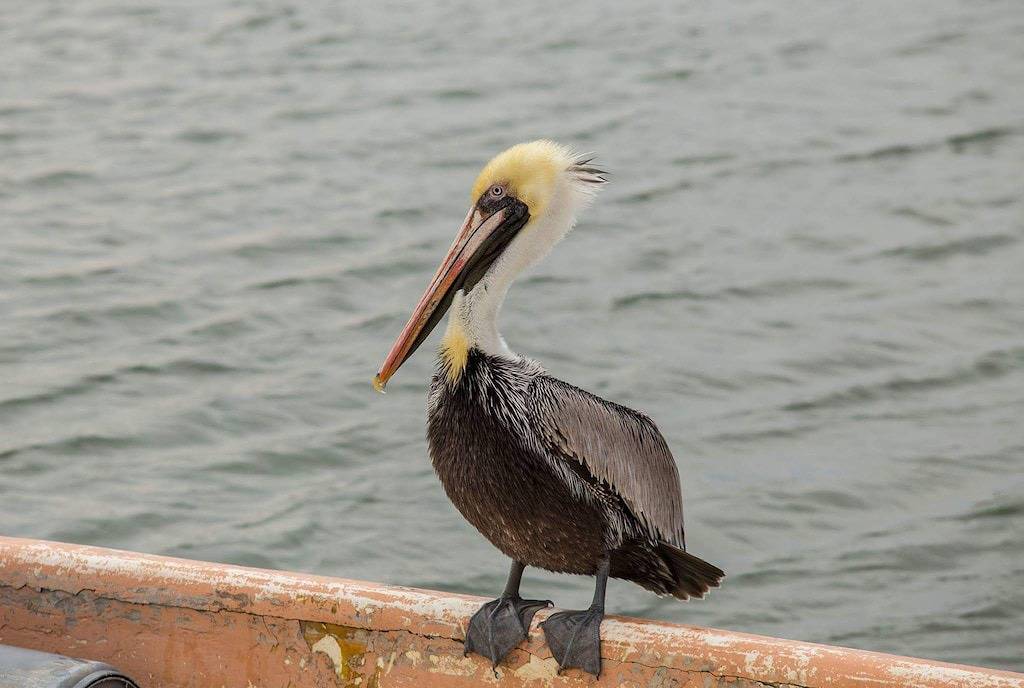 Haustiere erlaubt, einfacher Zugang zum Strand, gute Aussicht! Charakter, wunderschön renoviert! in Whalebone, Nags Head