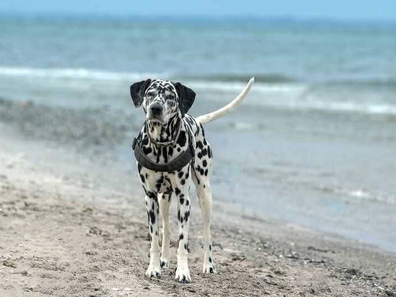 Landhaus Norderfeld - Landhaus Norderfeld in Dollerup, Schleswig-Flensburg