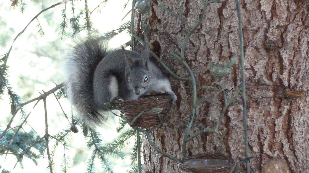 Historische, romantische, abgelegene Hütte von 1910; aktualisiert mit modernen Annehmlichkeiten in Estes Park, Larimer County
