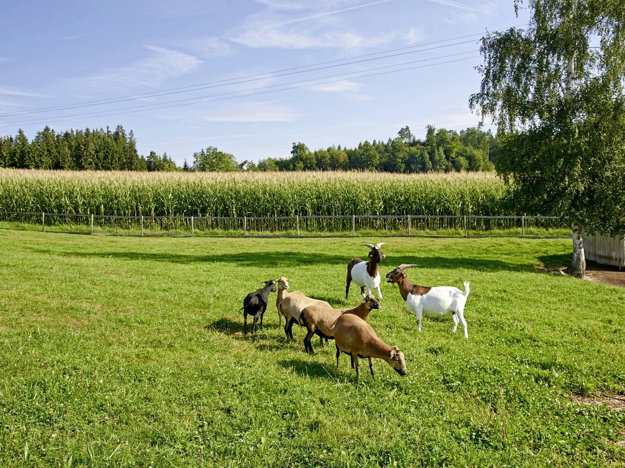 Ferienhof Dirnberg - 5-star holiday flat with east-facing balcony for 1 - 5 persons, 75 sqm in Amerang, Rosenheim (distrito)