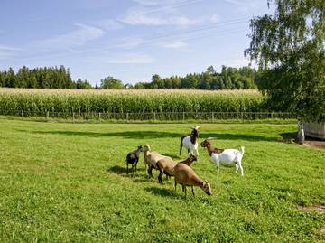 Pension für 5 Personen in Amerang, Inn-Salzach Region, Bild 3