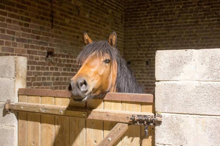 Maison d’hôte pour 2 personnes, animaux acceptés dans le Pas-de-Calais - 3
