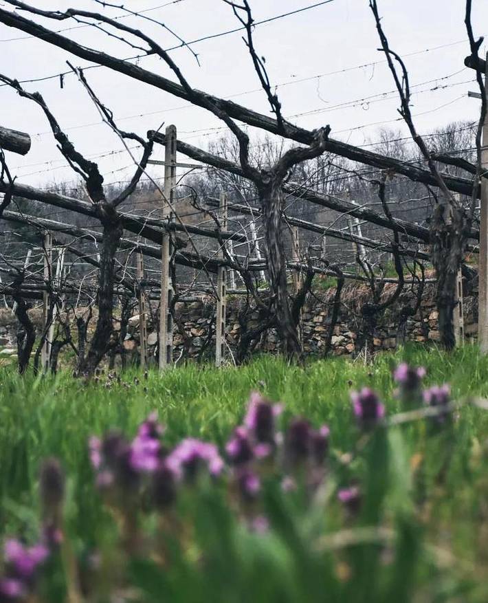 Maison d’hôte pour 4 personnes, animaux acceptés à Agliè - 3