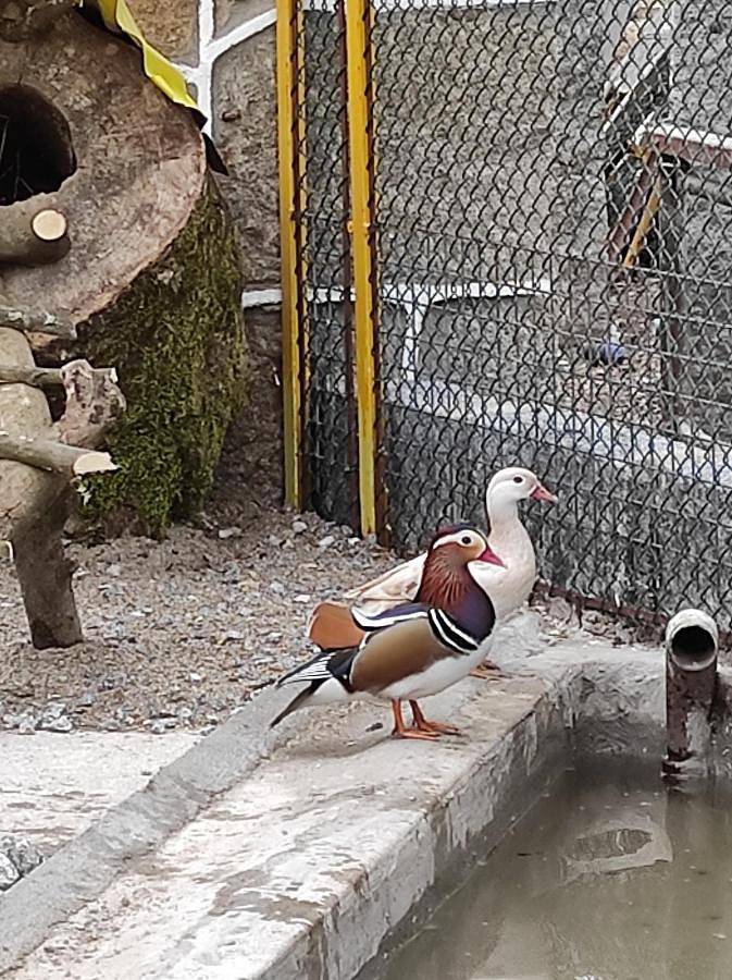 Gîte pour 3 personnes, avec jardin dans Vila Verde - 4