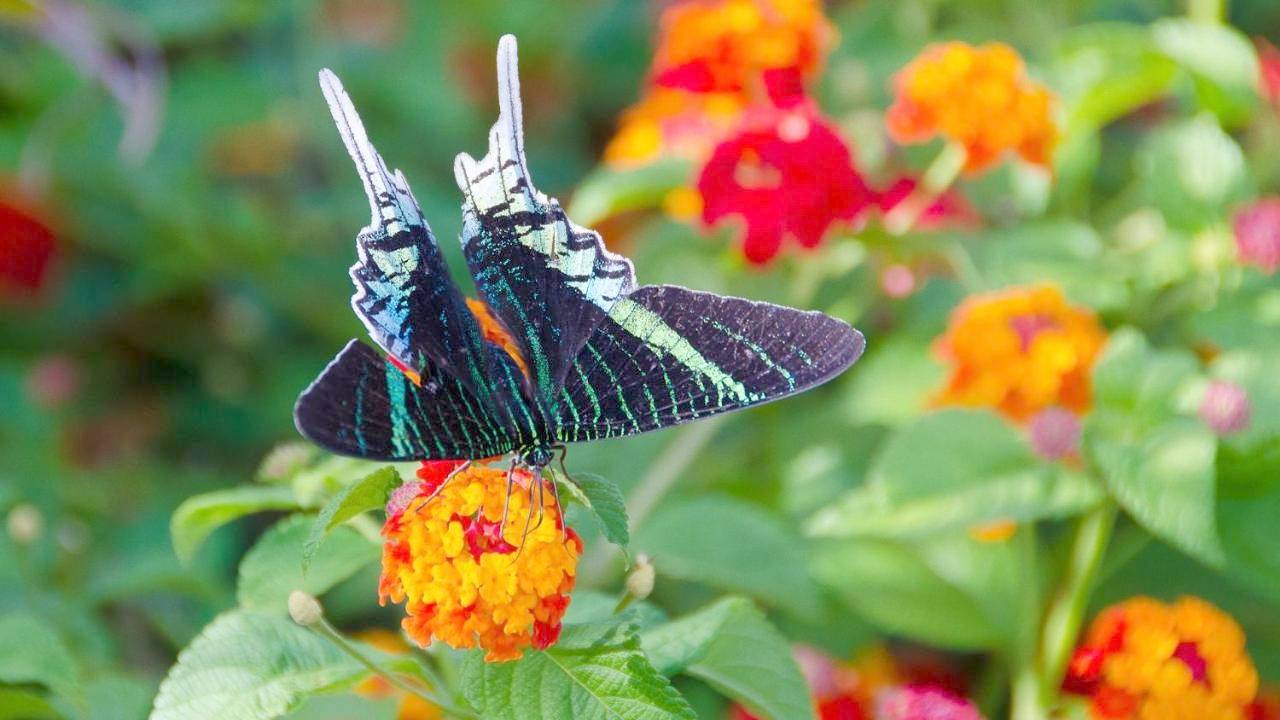 Le "Bwa ' Kao" in Capesterre-Belle-Eau, Guadeloupe