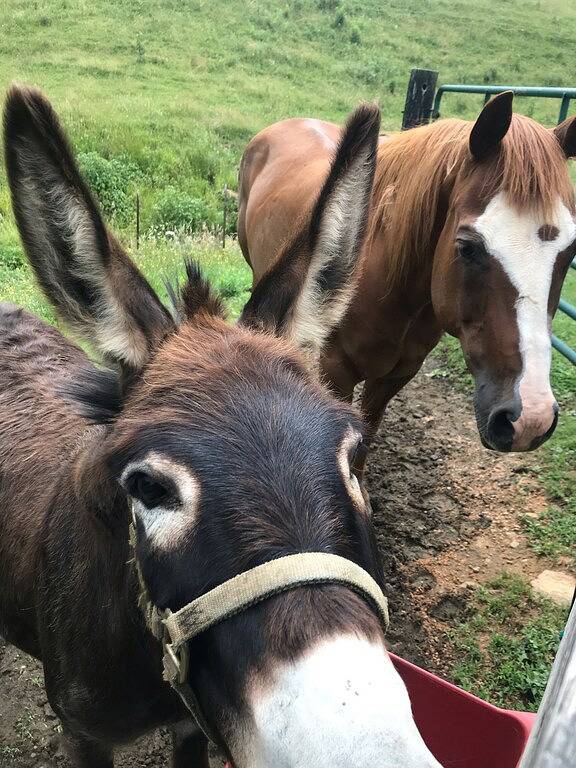 Ferienhaus für 6 Personen, mit Terrasse und Garten - 1