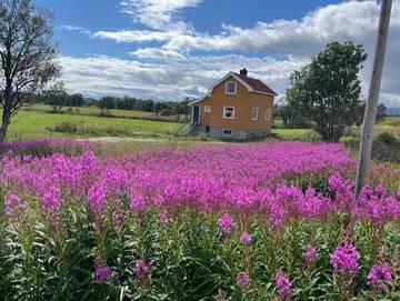Ferienhaus für 5 Personen, mit Ausblick und Garten in Vesterålen