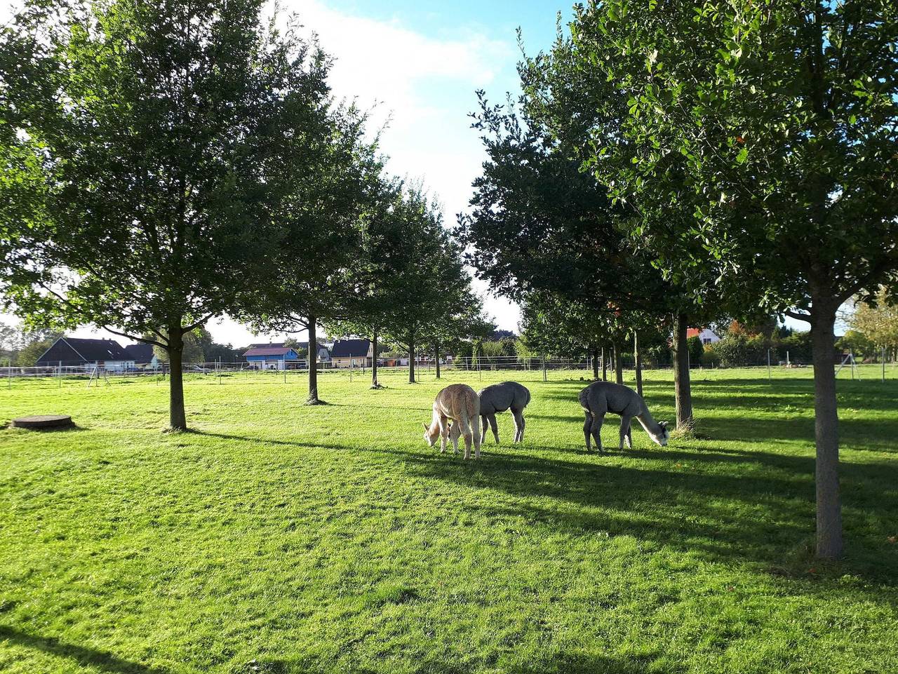 Ganze Ferienwohnung, Ferienwohnung Fleesensee Alpakas - Ferienwohnung Fleesensee Alpaka in Penkow, Fleesensee