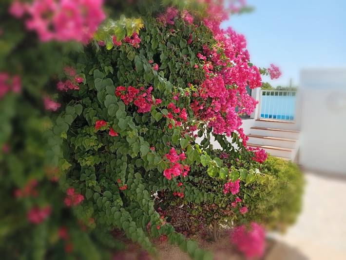 Casa de vacaciones para 6 personas, con jardín en Ibiza - 3