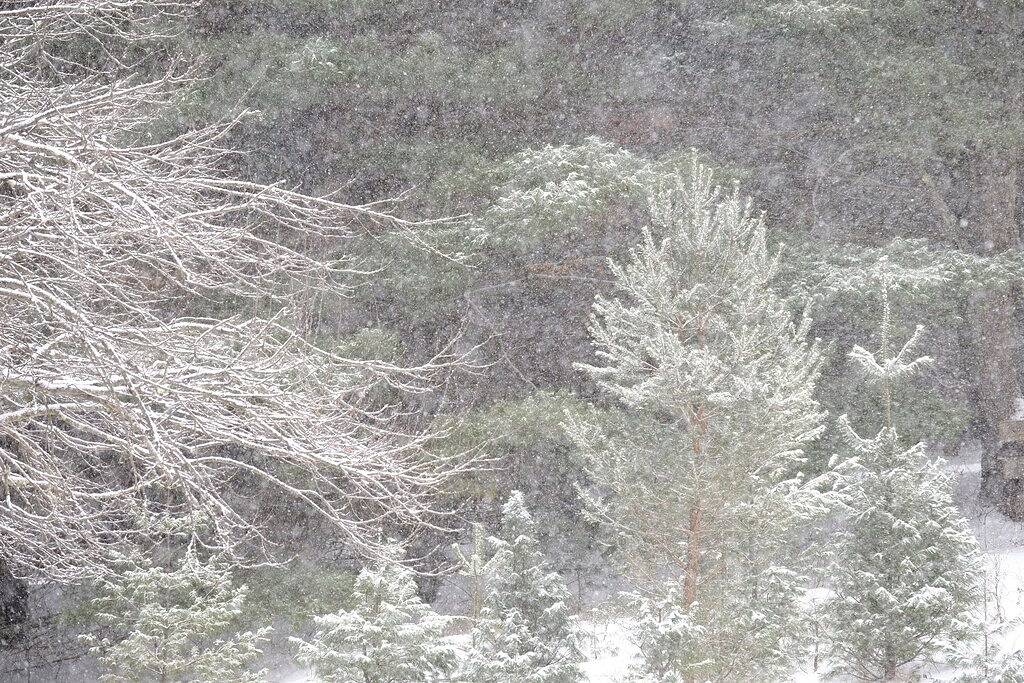 Genießen Sie ein 5 Schlafzimmer, 3 Badezimmer Blockhaus auf 200 privaten Morgen in Tioga County