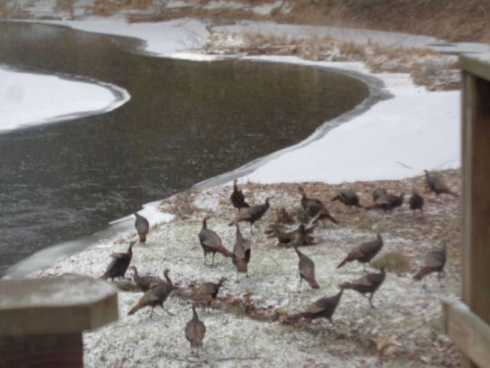 Vacation home for 4 people, with yard, with pets in Pocono Mountains