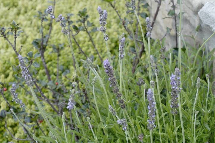 Casa rural para 8 personas, con vistas y jardín en Anoia (España) - 3