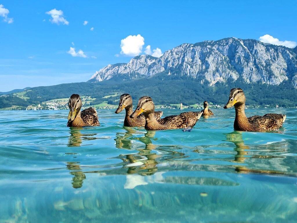 Ferienwohnung mit 2 Schlafzimmer in Salzkammergut-Berge, Unterach am Attersee