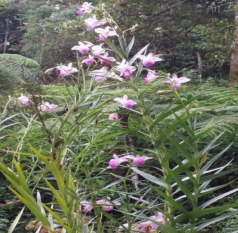Gemütliche Ferienhausvermietung in den Bergen für Wochenenden und Jahreszeiten in Nova Friburgo, Rio de Janeiro (Bundesstaat)